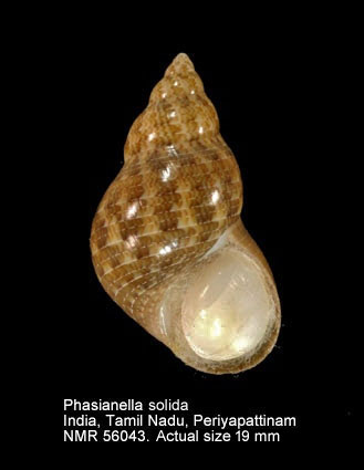 Phasianella solida (4).jpg - Phasianella solida(Born,1778)